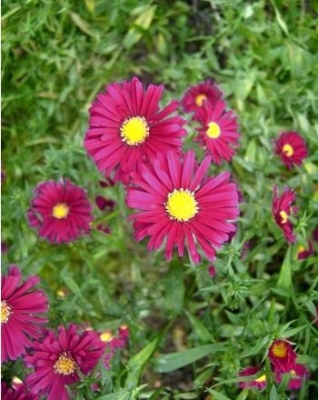 Aster novi-belgii Winston Churchill